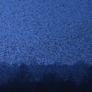Animals