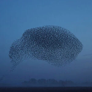 Thousands of starlings fly in a murmuration as they return to roost at dusk near Ely in