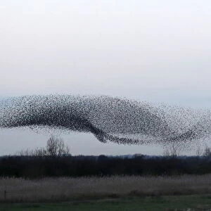 Thousands of starlings fly in a murmuration as they return to roost at dusk near