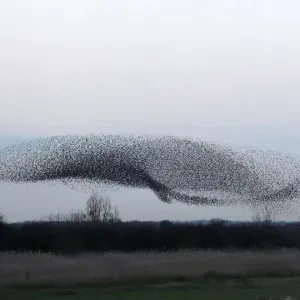 Thousands of starlings fly in a murmuration as they return to roost at dusk near