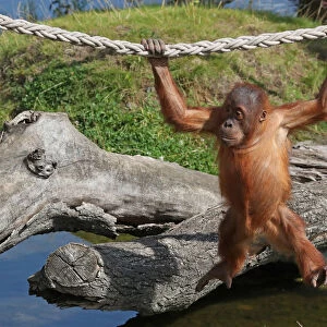 Three-year-old orangutan of Sumatra, Berani is pictured at the Pairi Daiza wildlife park