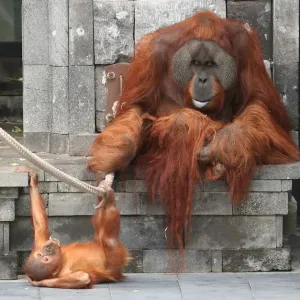 Animals