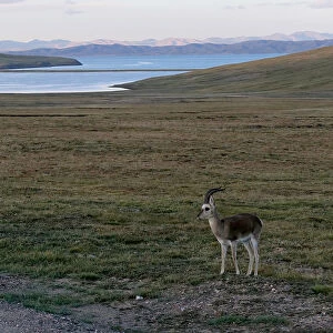 Tibetan gazelle stands near Ngoring Lake close to the headwaters of the Yellow River