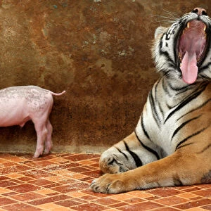 A tiger yawns next to a piglet at the Sriracha Tiger Zoo, in Chonburi province, Thailand