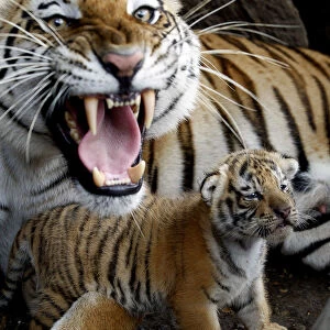 A tigress lays beside a cub she gave birth to in captivity
