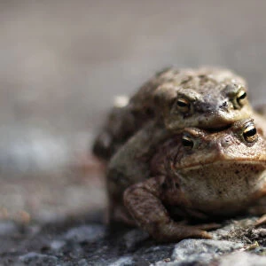 Two toads are on their way to a lake in a forest near Darmstadt
