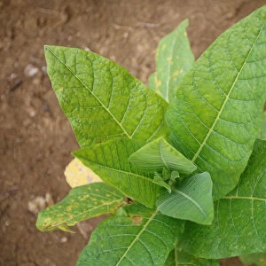 A tobacco plant is seen at a plantation in Sucre