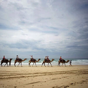 Tourists ride on camels belonging to Port Macquarie Camel Safaris alongside the Pacific