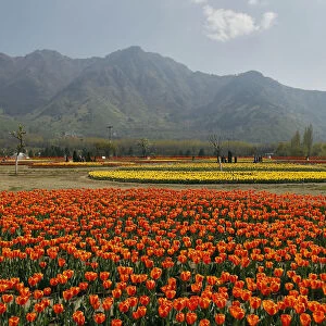 Tourists are seen at Kashmirs tulip garden during Baisakhi festival in Srinagar
