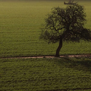 A tree casts a shadow over a wheat crop at a farm in Condobolin