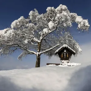 A tree is covered with snow on a sunny spring day in the western Austrian village A tree is covered with snow on a sunny spring day in the western Austrian village