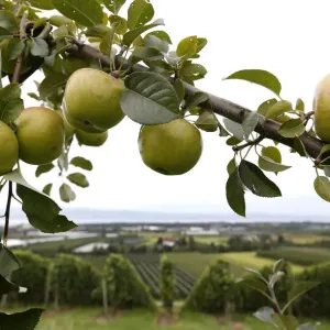 A tree laden with apples stands in an orchard in Kressbronn near Lindau at lake Bodensee A tree laden with apples stands in an orchard in Kressbronn near Lindau at lake Bodensee