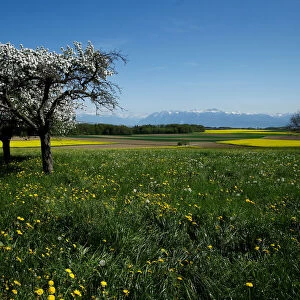 Trees in full bloom are pictured in a field near Senarclens