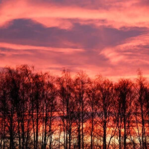 Trees are pictured at sunrise in Tula region