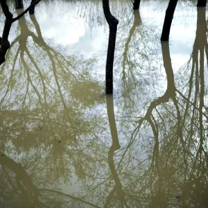 Trees are reflected in flood waters from the River Ebro
