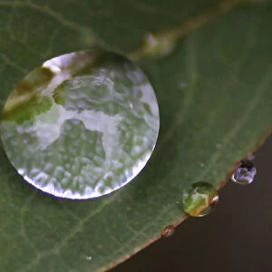 Trees are reflected on a raindrop on a leaf at a park near the venue of the 10th Conference