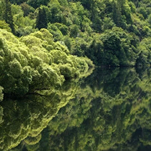 Trees are reflected in the still waters of a river near Eugene, Oregon