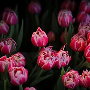 Tulips are displayed at the Dutch Ambassadors residence during the Tulip Days celebration
