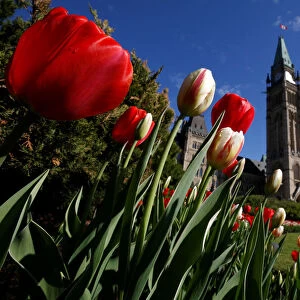 Tulips frame the Peace Tower on Parliament Hill in Ottawa