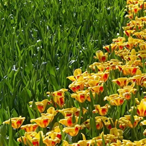 Tulips are seen at the Keukenhof park, also known as the Garden of Europe, in Lisse