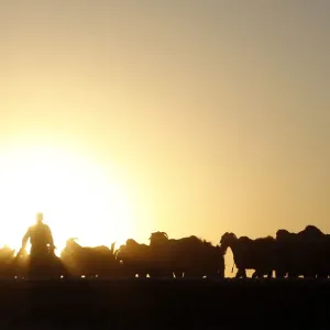 A Turkish herdsman walks with his goats at sunset on the Turkish-Syrian border near A Turkish herdsman walks with his goats at sunset on the Turkish-Syrian border near