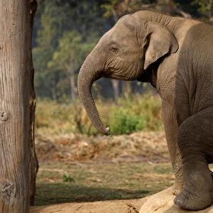 A twenty-one months old baby elephant sits inside the elephant breeding center in Chitwan