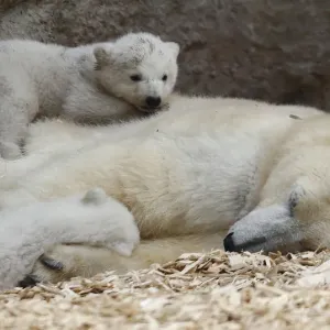 Twin polar bear lie on their mother Giovanna outside in their enclosure at Tierpark Twin polar bear lie on their mother Giovanna outside in their enclosure at Tierpark