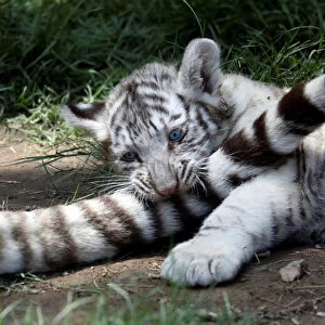 A two-month old Bengal tiger cub is seen with the mother at Huachipa zoo in Lima