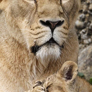 Two two-month-old lion cubs play with their mother Joy in their enclosure at Zurichs zoo