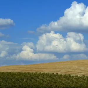A typical landscape in the Val d Orcia close to the Tuscan town of Montalcino A typical landscape in the Val d Orcia close to the Tuscan town of Montalcino