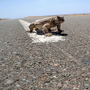 An Uromastyx lizard, also known as a dabb lizard, crosses a road in a desert near Tabuk