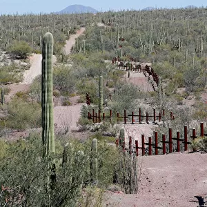 The vehicle barrier on the U. S. - Mexico border weaves around Saguaro cactus in the