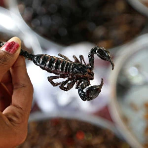 A vendor holds a fried scorpion as she prepares for sale in Kampong Cham