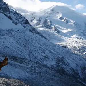 Victor, a nine year old white-tailed eagle equipped with a 360 camera, flies over glaciers Victor, a nine year old white-tailed eagle equipped with a 360 camera, flies over glaciers
