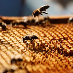 A view shows bees on a honeycomb section at an apiary near Krasnoyarsk