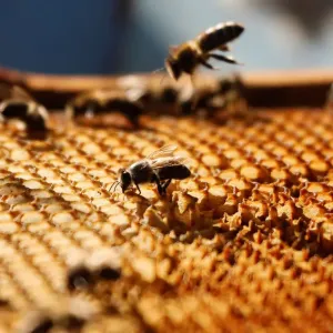 A view shows bees on a honeycomb section at an apiary near Krasnoyarsk A view shows bees on a honeycomb section at an apiary near Krasnoyarsk