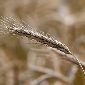 A view shows ears of wheat in a field outside Krasnoyarsk