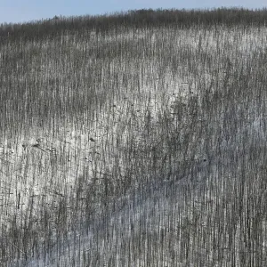 A view shows the Taiga larch forest in the Western Sayan Mountains in Krasnoyarsk Region A view shows the Taiga larch forest in the Western Sayan Mountains in Krasnoyarsk Region