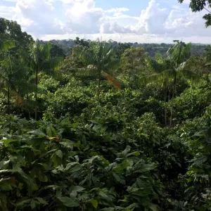 : Cocoa