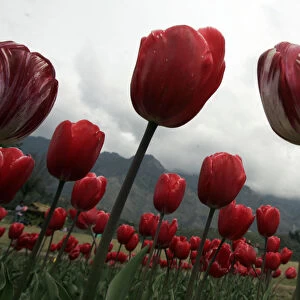 A view of tulips inside Kashmirs tulip garden in Srinagar