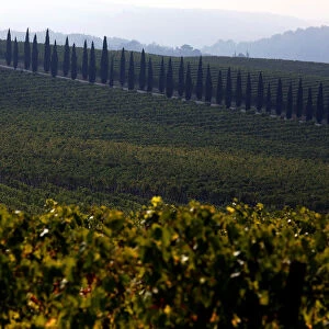Vineyards are seen in San Gusme countryside in Tuscany