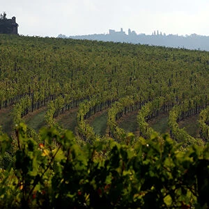 Vineyards are seen in San Gusme countryside in Tuscany