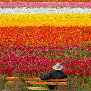 A visitor looks at the Flower Fields at Carlsbad Ranch as he enjoys nearly 50 acres