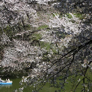 Visitors ride a boat in the Chidorigafuchi moat, as they enjoy fully bloomed cherry blossoms