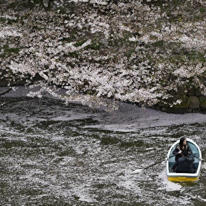 Visitors ride a boat in the Chidorigafuchi moat covered with petals of cherry blossoms