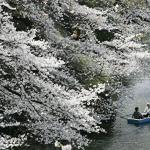 Visitors ride a boat as they watch blooming cherry trees at Kitanomaru national garden