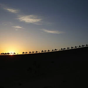 Visitors ride camels as sun rises in Dunhuang