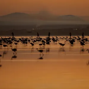 Volunteers wade across the lagoon at dawn to gather flamingo chicks and place them Volunteers wade across the lagoon at dawn to gather flamingo chicks and place them