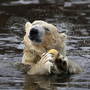 Walker a seven year old polar bear shakes water from his fur as emerges from the icy pond