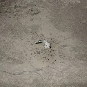 Water buffalo sits stuck at area that used to be small village
